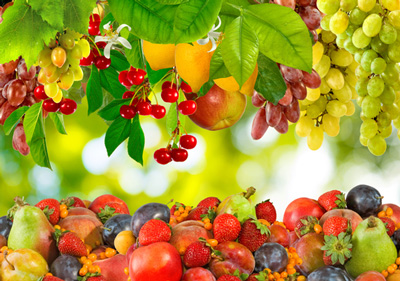 انواع-درخت-میوه برای فارس