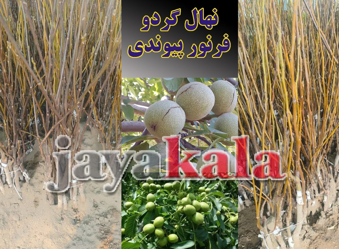 نهال گزدو فرنور پیوندی